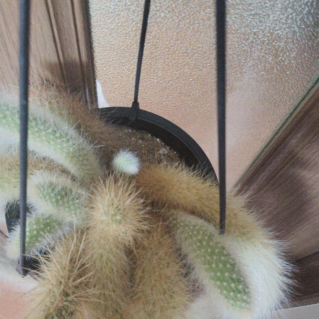 クレイストカクタス属　カラデモノニス