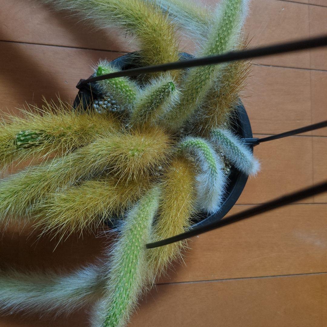 クレイストカクタス属　カラデモノニス