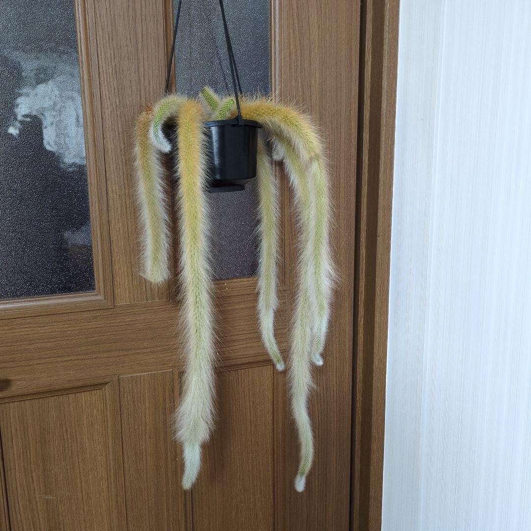 クレイストカクタス属　カラデモノニス