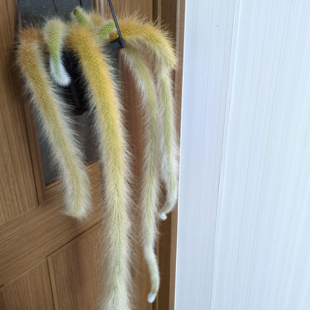 クレイストカクタス属　カラデモノニス