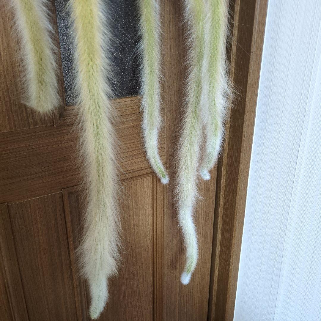 クレイストカクタス属　カラデモノニス