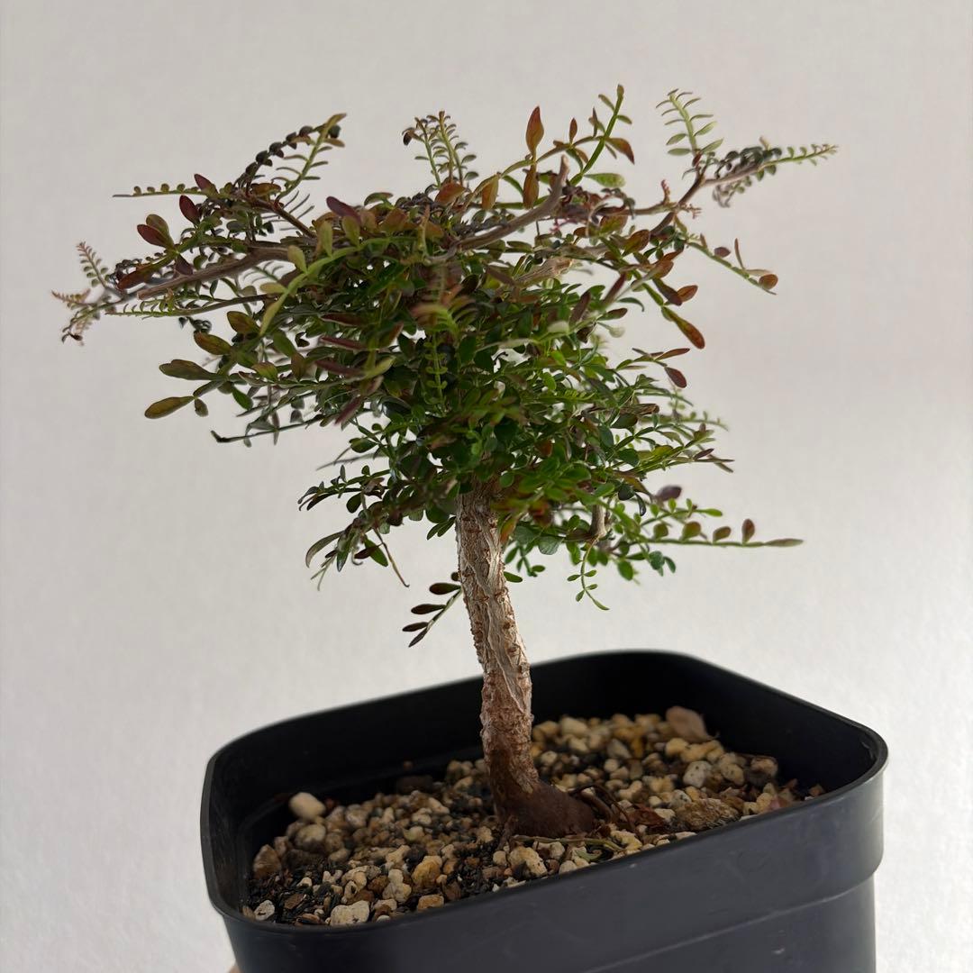 オペルクリカリア パキプス 実生 1年