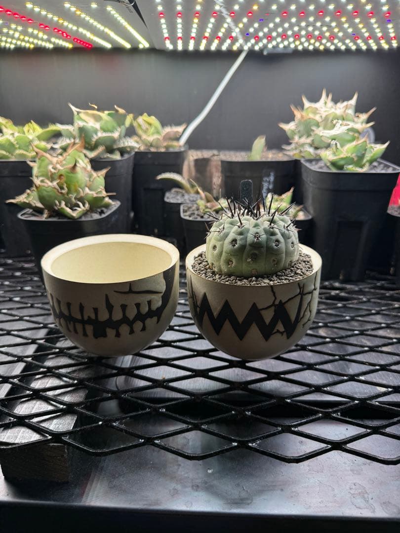 黒王丸　コピアポア　copiapoa cinerea VALIEM 鉢セット