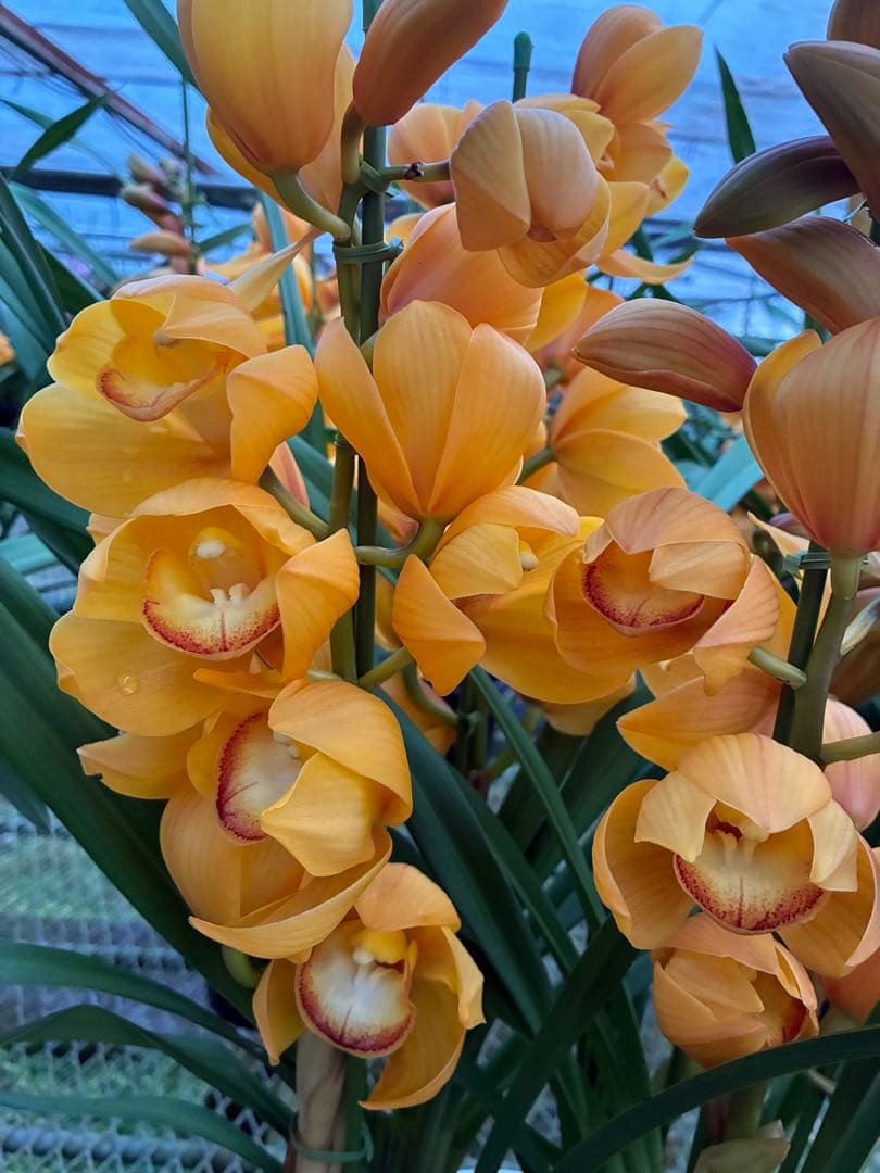 シンビジウム オレンジ系 鉢物 切花にもできます！