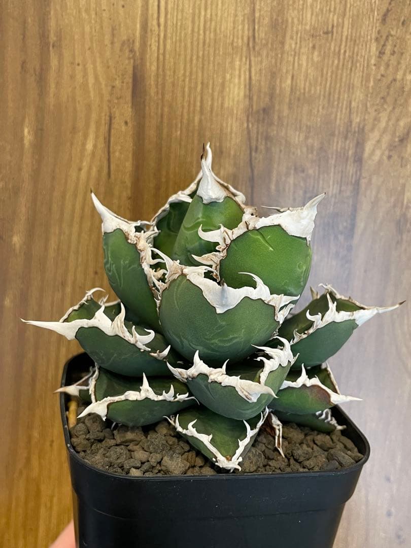 Agave titanota 【狼人】　コレクション株　中株