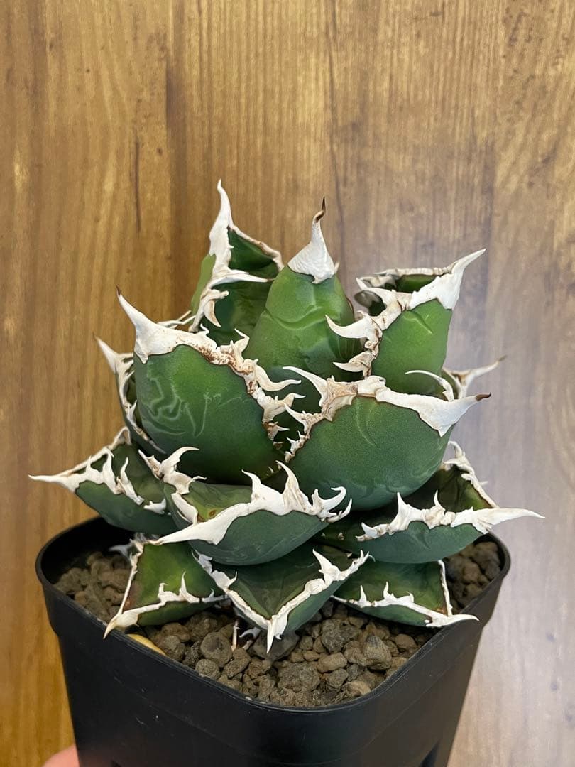 Agave titanota 【狼人】　コレクション株　中株