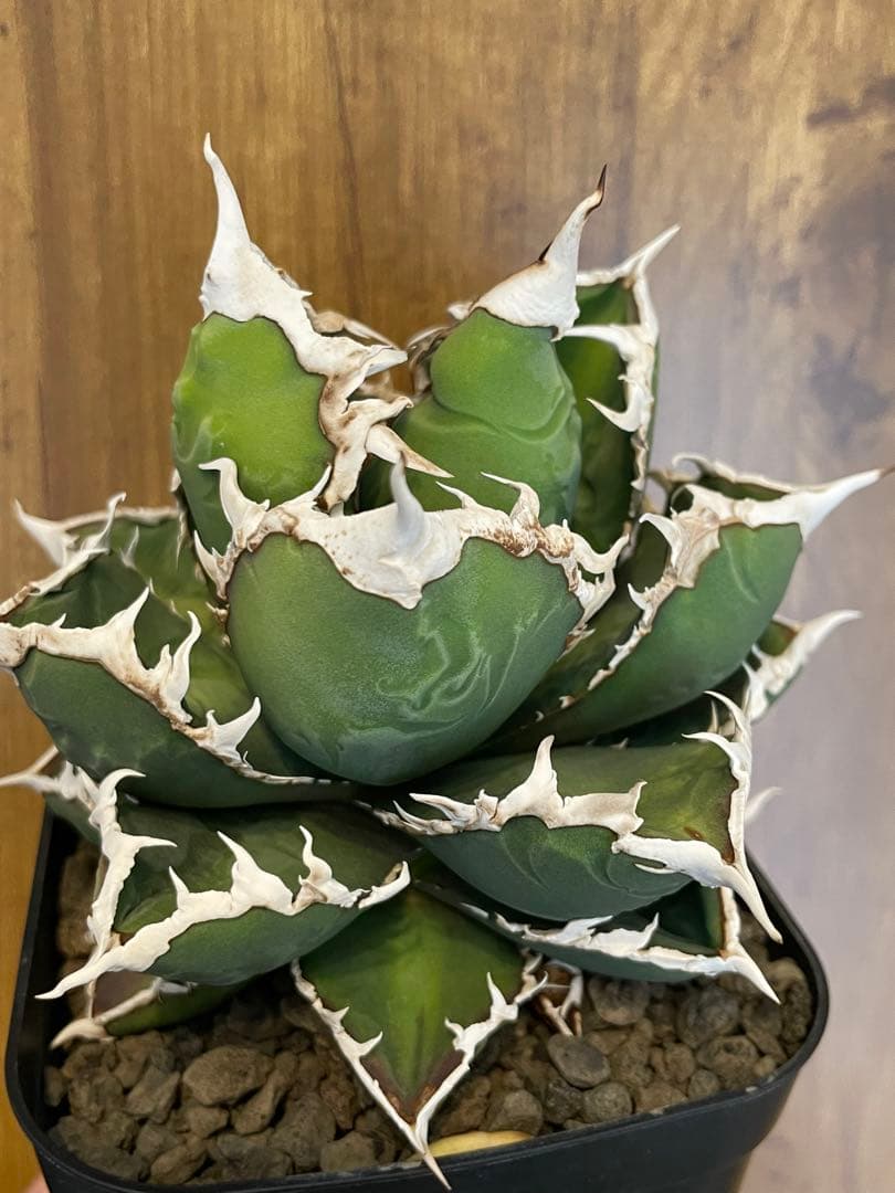 Agave titanota 【狼人】　コレクション株　中株