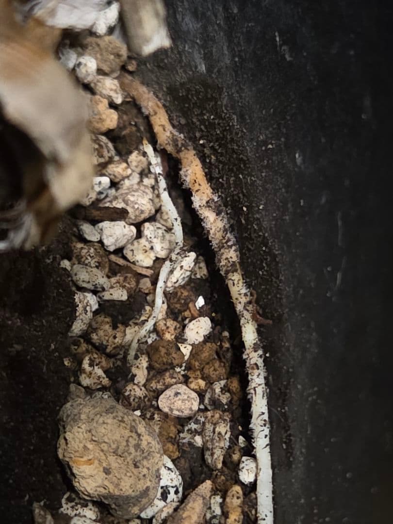 専用出品 特割 ユッカロストラータ 太株 (み)