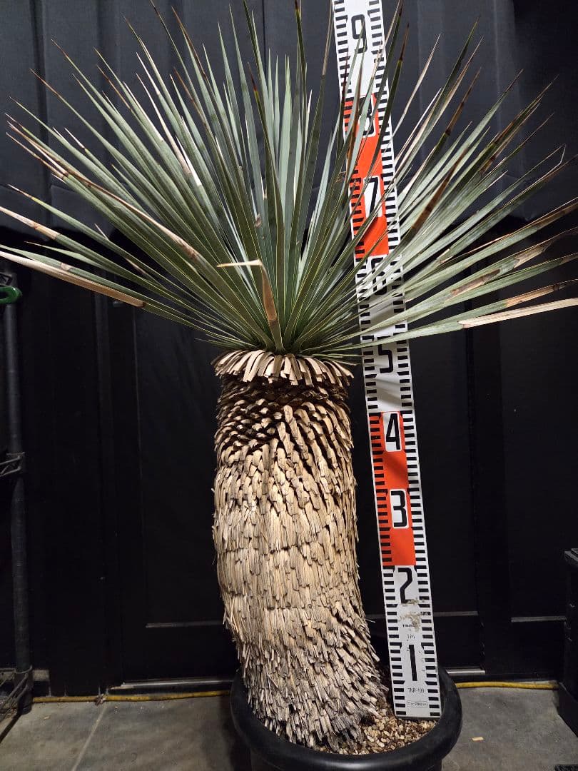 専用出品 特割 ユッカロストラータ 太株 (み)