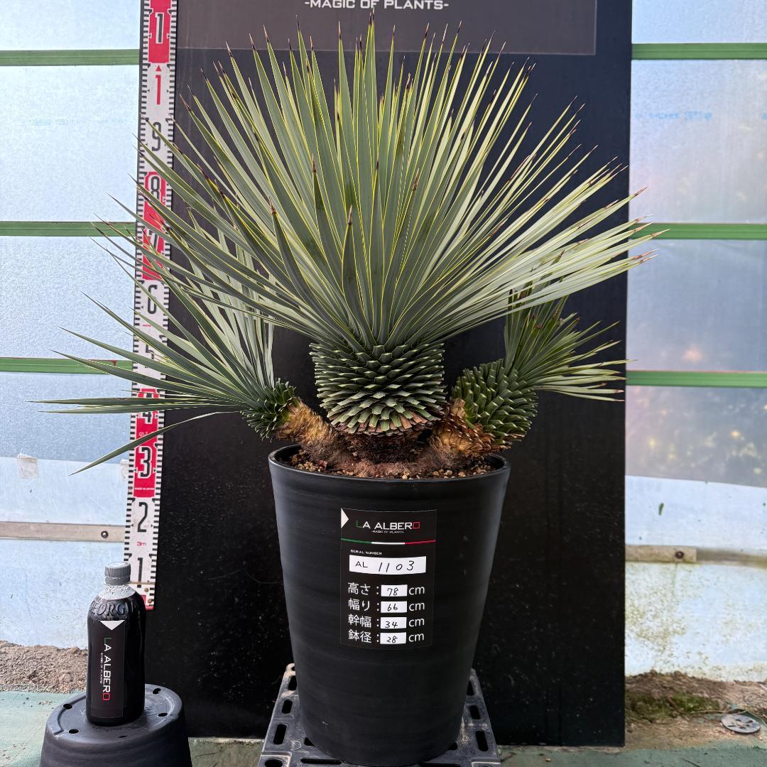 【AL1103】ユッカ　ロストラータ　超希少トリプルヘッド