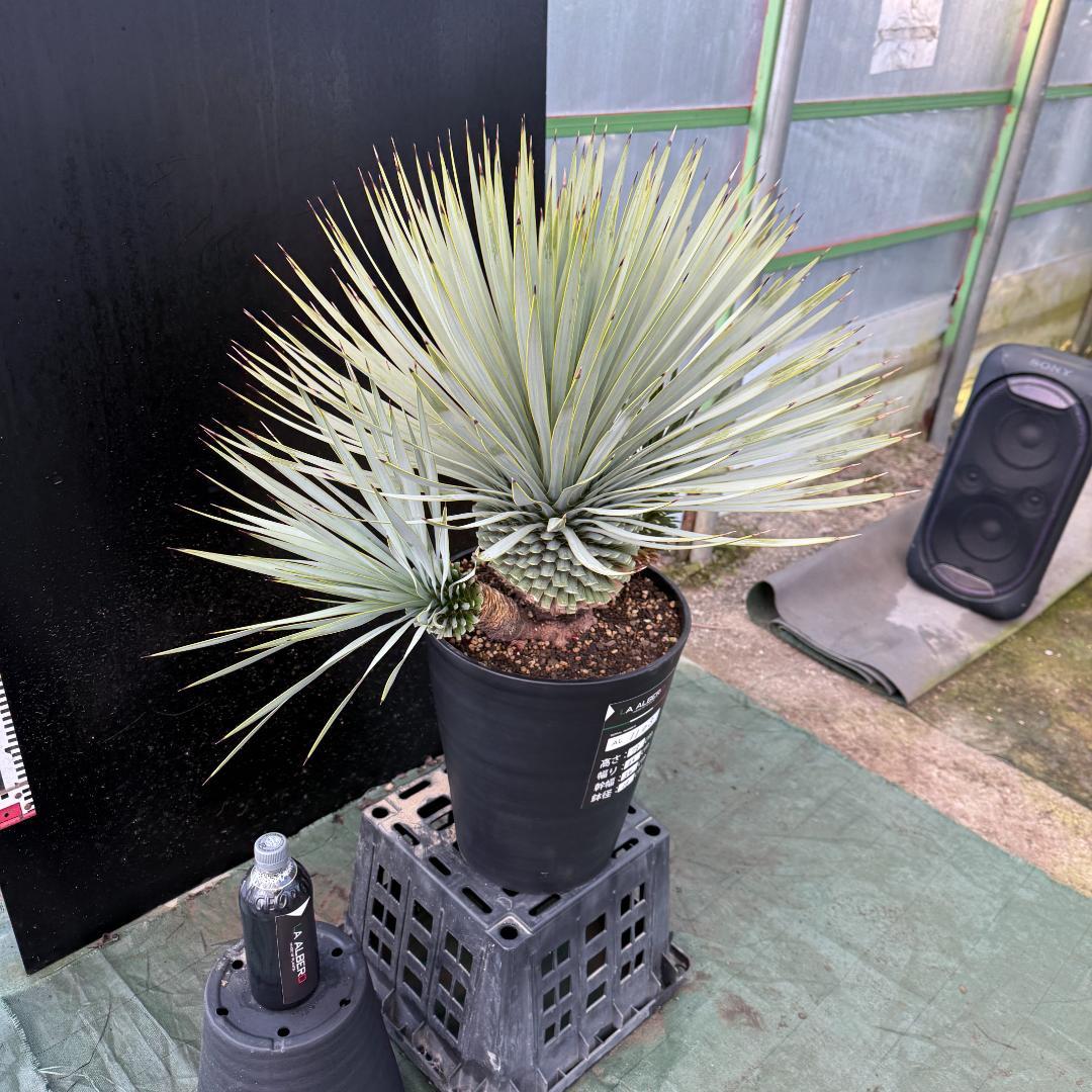 【AL1103】ユッカ　ロストラータ　超希少トリプルヘッド