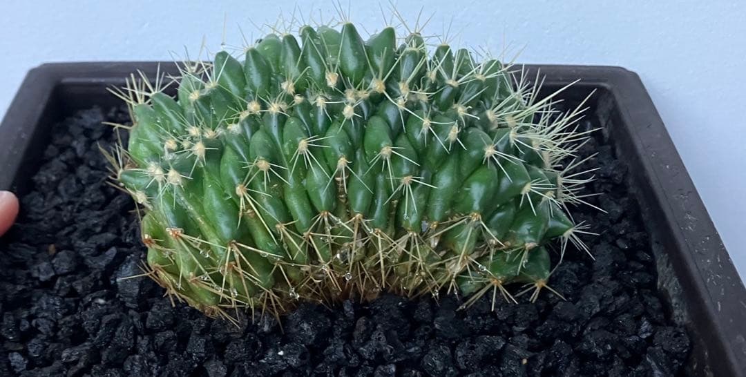 金鯱　綴化　エキノカクタス　検）塊根　黒王丸　パキプス　コピアポア　アガベ