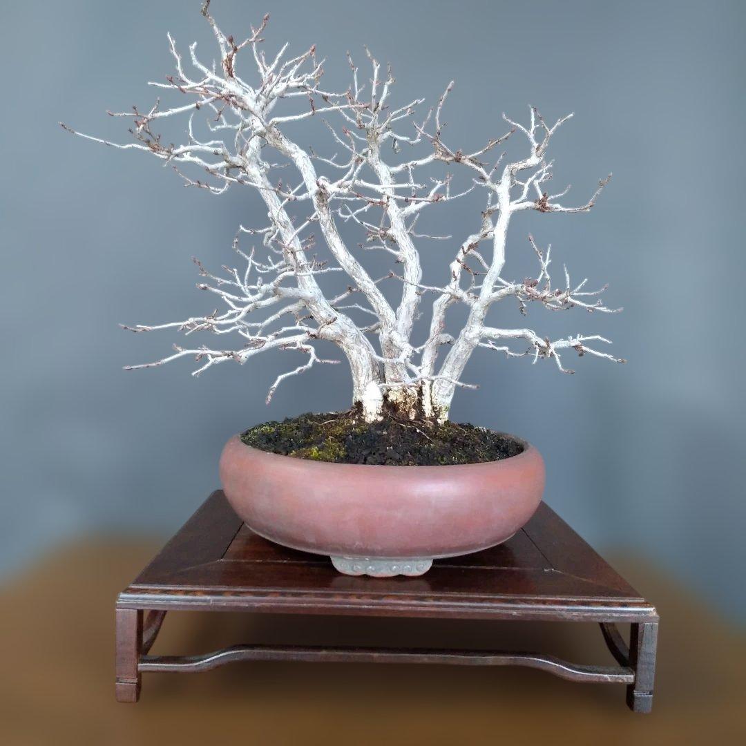 イワシデ盆栽 〔 岩四手 ]