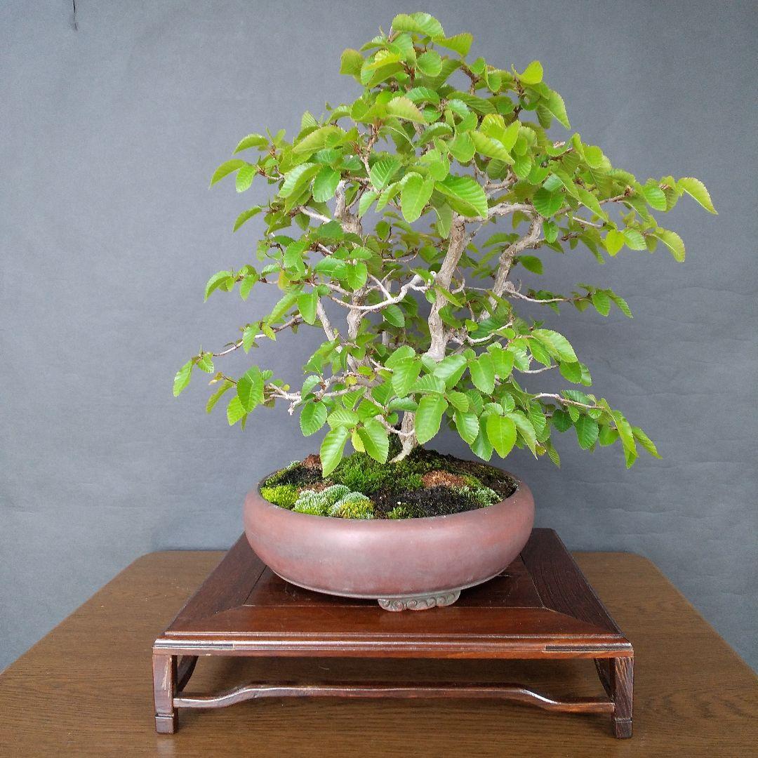 イワシデ盆栽 〔 岩四手 ]