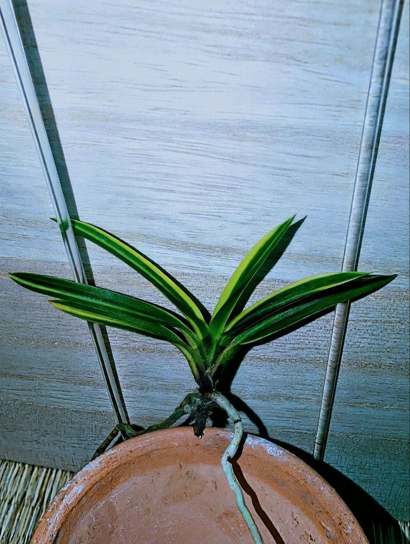 【♪金・黒祭り♪】富貴蘭　黒牡丹黄縞（黄牡丹錦）