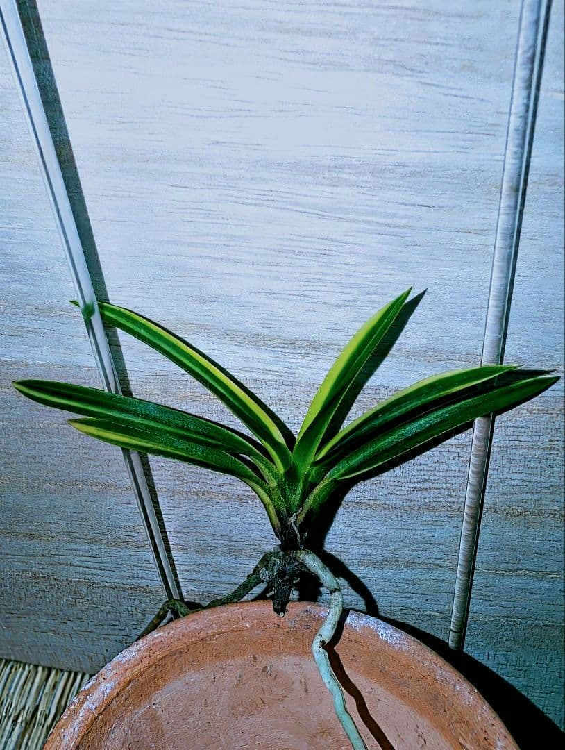 【♪金・黒祭り♪】富貴蘭　黒牡丹黄縞（黄牡丹錦）