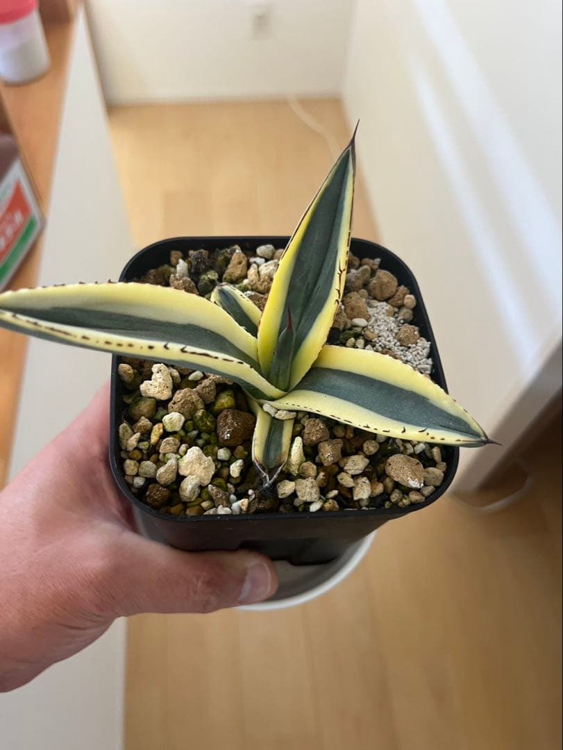 アガベ　グレートホワイトシャーク