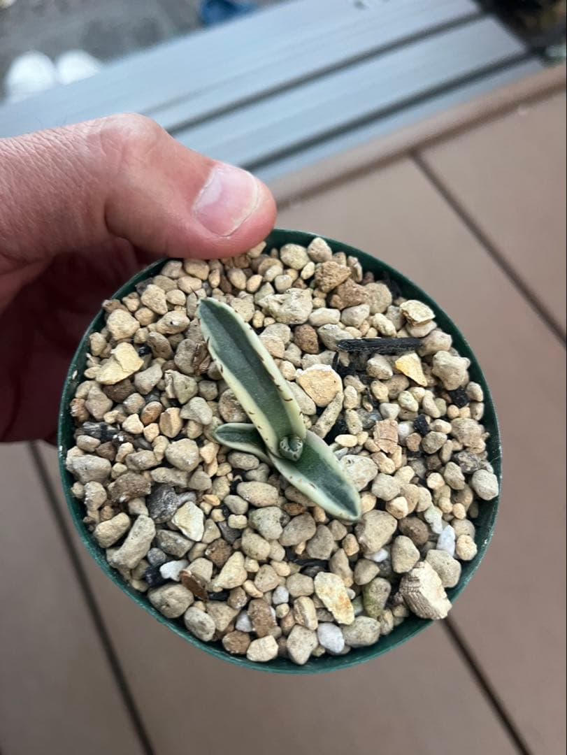 アガベ　グレートホワイトシャーク