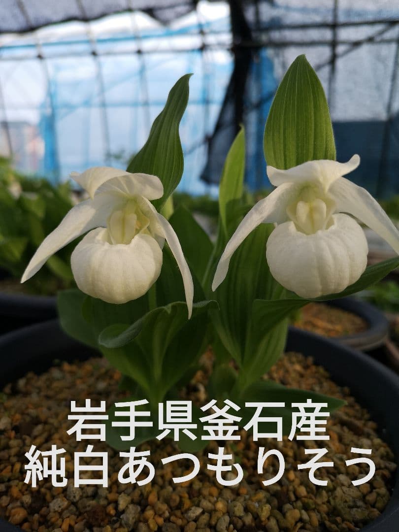 K*a様 山野草　純白　アツモリソウ　開花中　１芽　１鉢