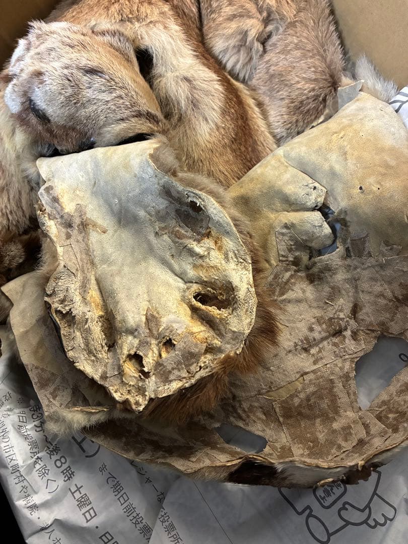 マウンテンライオン(ピューマ) 毛皮　剥製　敷物　国際希少野生動物種登録票付き