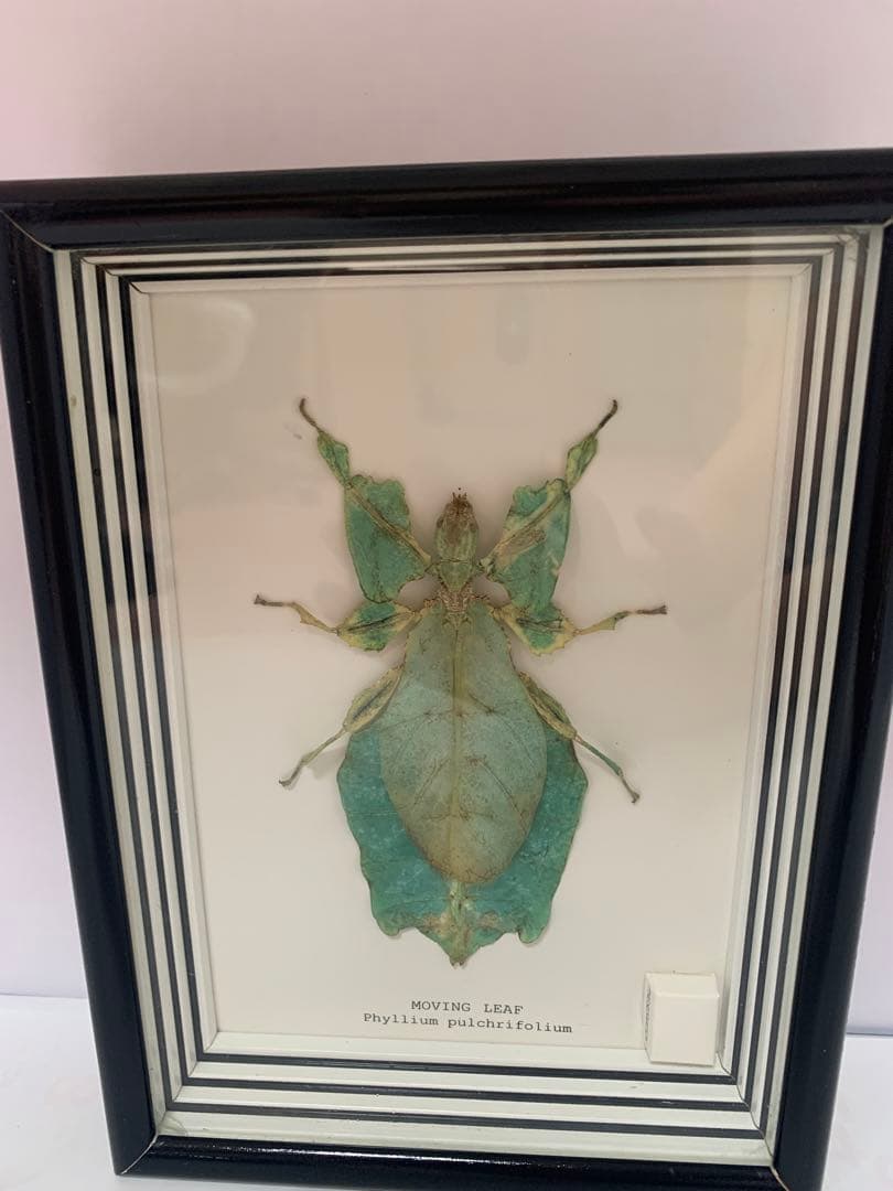 超美品　昆虫標本　コノハムシ　ケース付き
