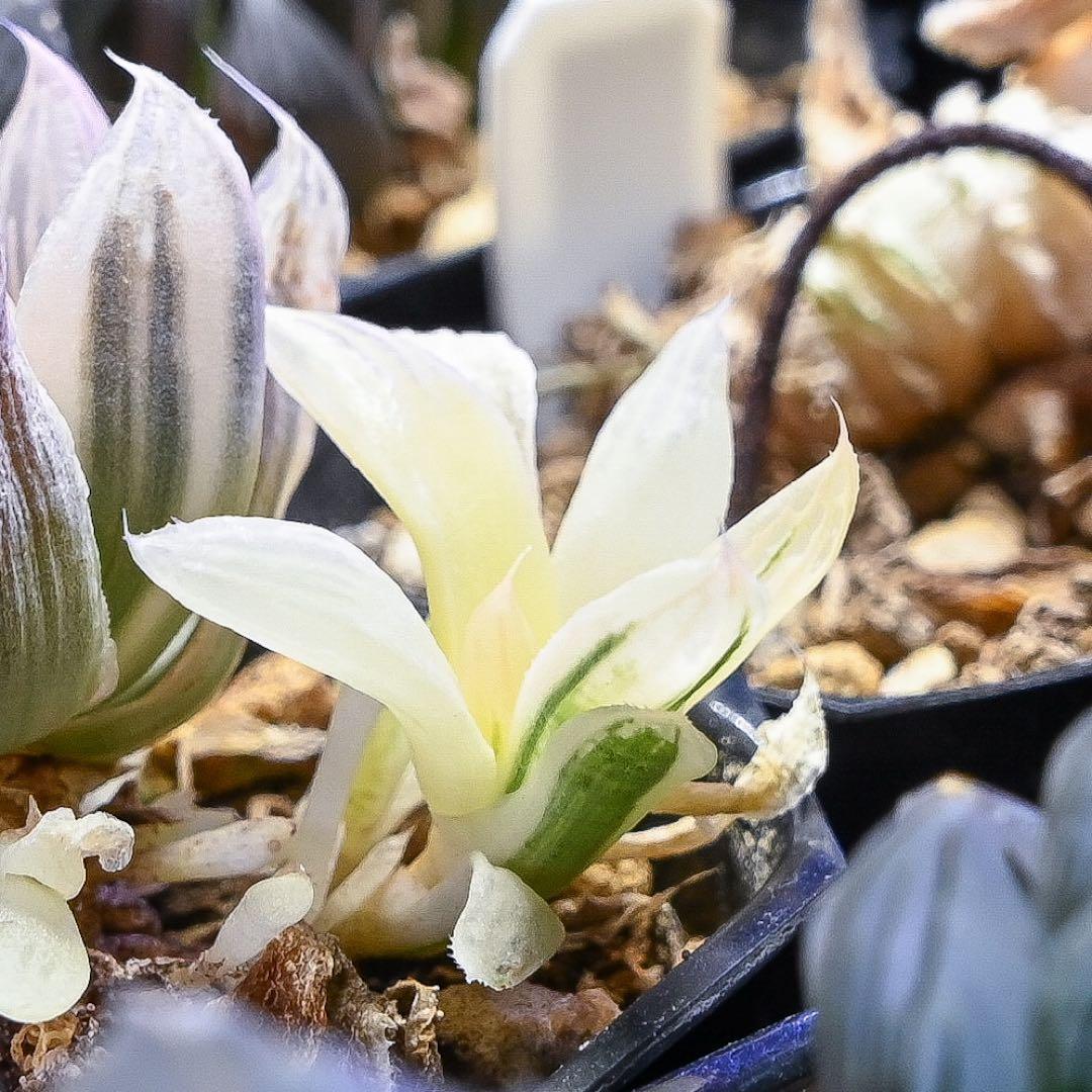 き*ん様 ハオルチア 白蛇伝