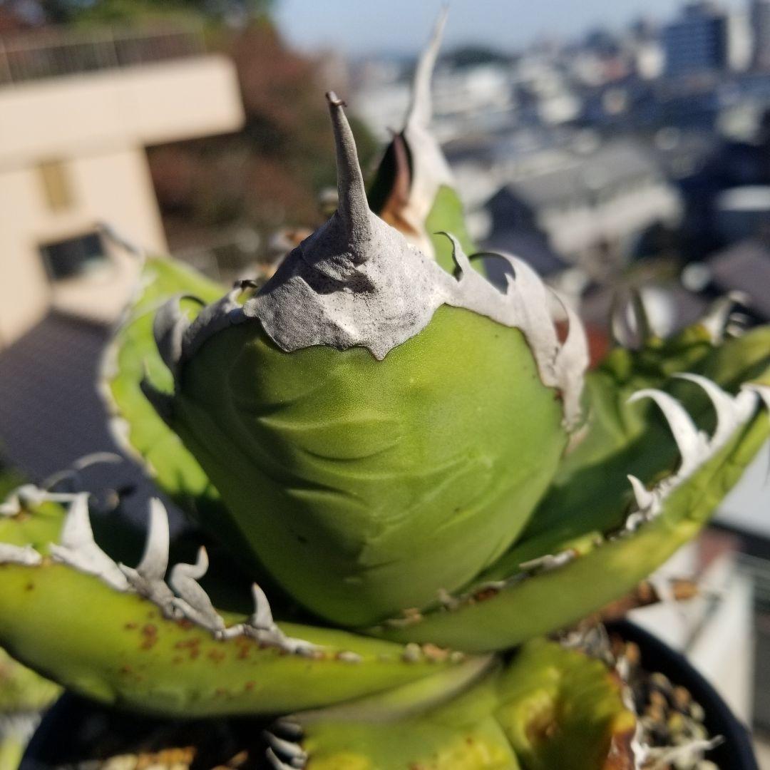 アガベ イタリア　オテロイ