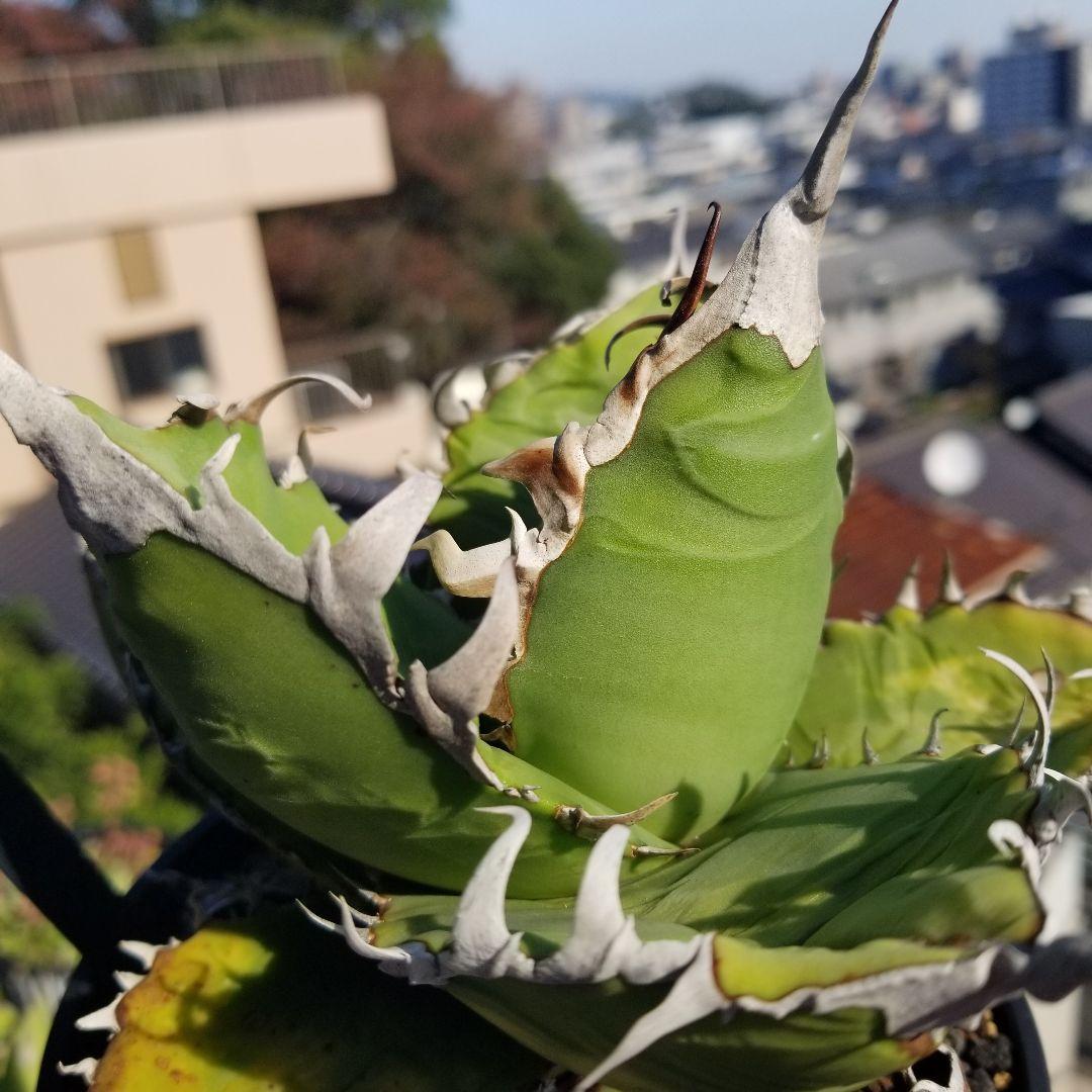 アガベ イタリア　オテロイ