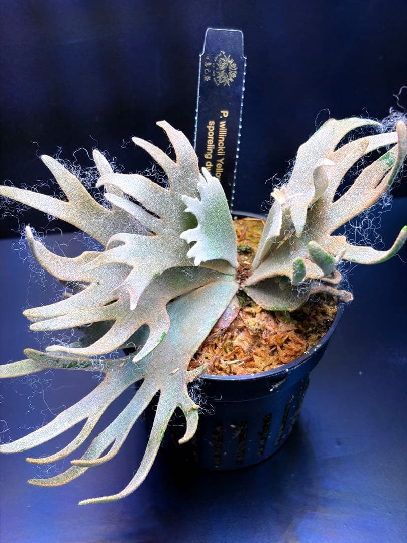 ビカクシダ　Yellow moon dwarf sporeling