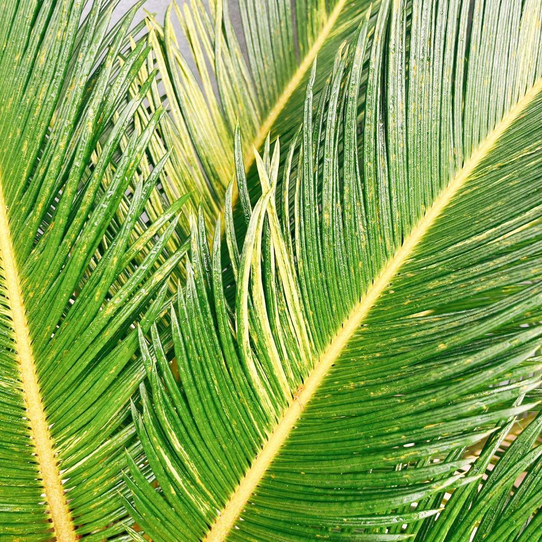 ［現品］【希少】キンカン　ソテツ　斑入り　10号　金環　蘇轍　観葉植物　レア