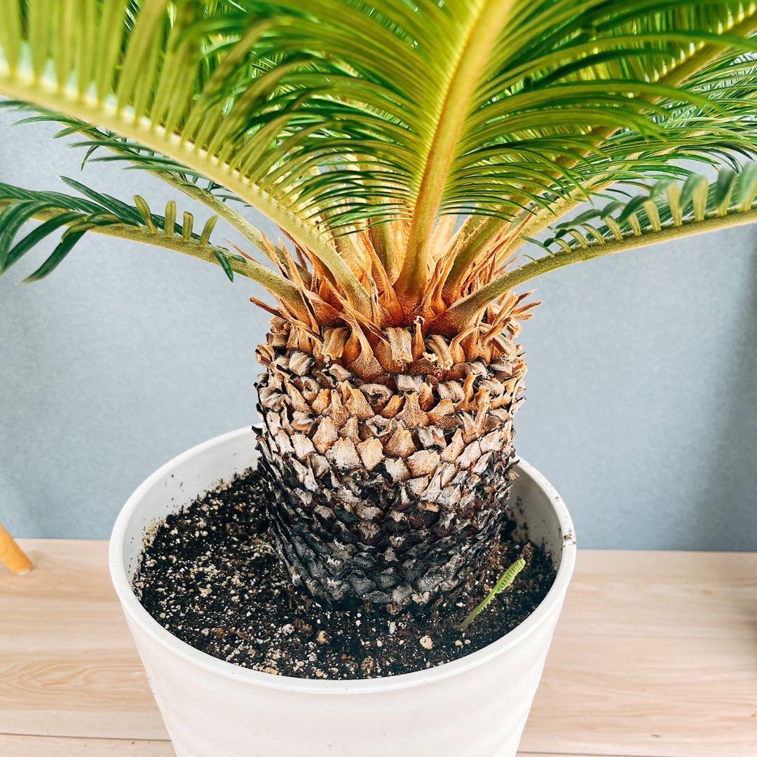 ［現品］【希少】キンカン　ソテツ　斑入り　10号　金環　蘇轍　観葉植物　レア