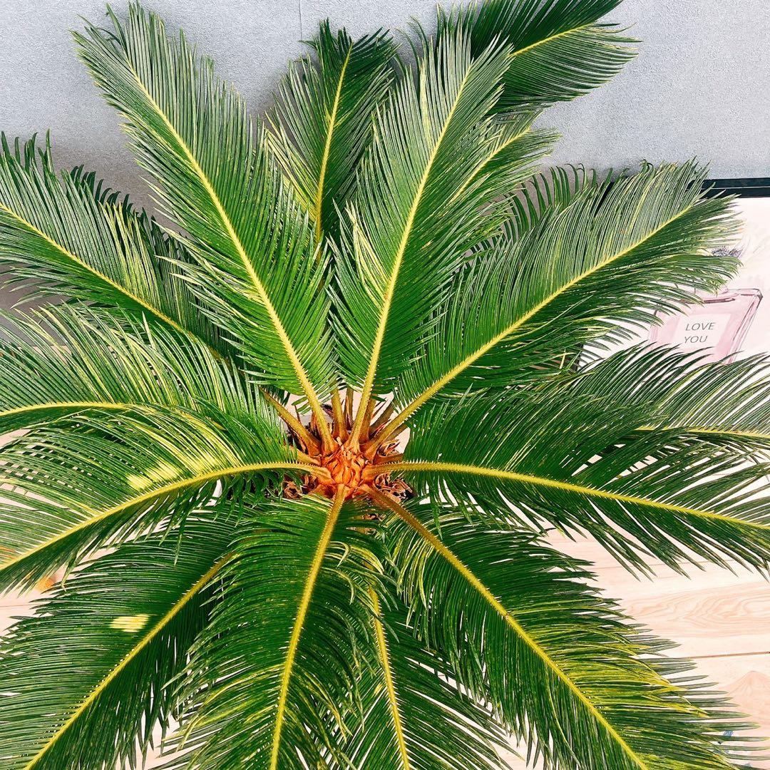 ［現品］【希少】キンカン　ソテツ　斑入り　10号　金環　蘇轍　観葉植物　レア