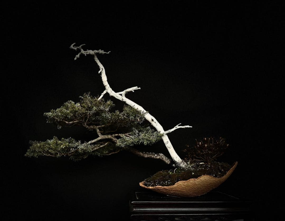 コメツガ　米栂　中品盆栽　ジン　シャリ　糸魚川　真柏