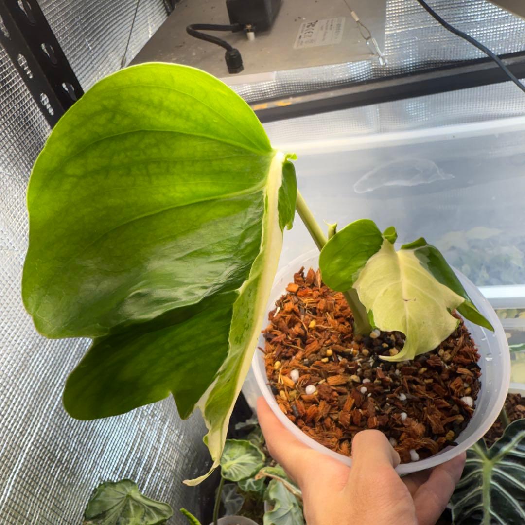 モンステラ ホワイトラヴァ