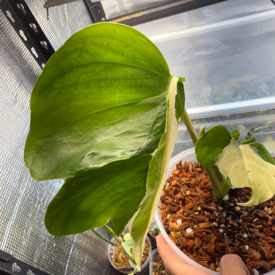 モンステラ ホワイトラヴァ