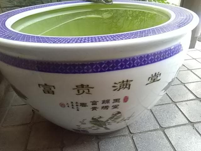 睡蓮鉢、富貴満堂、　引取り限定日曜祝