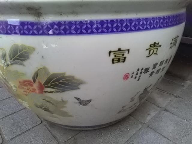 睡蓮鉢、富貴満堂、　引取り限定日曜祝