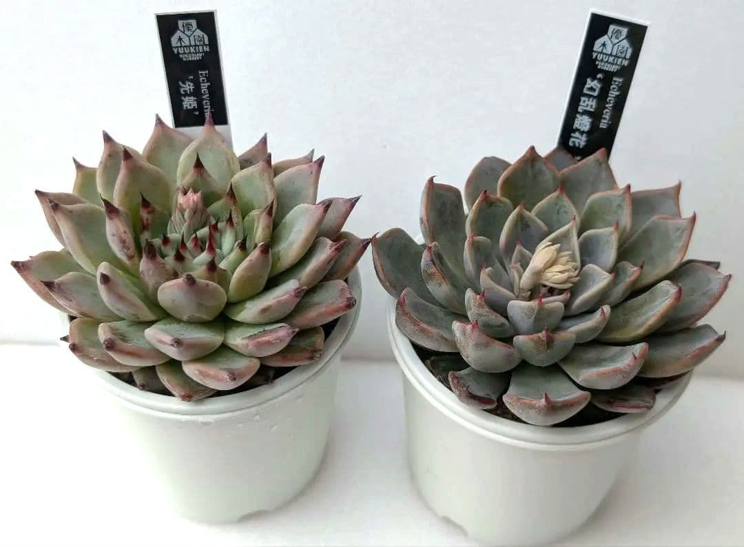 優木園さん 黒札セット3 【先姫】【幻乱燈花】花芽付き 札付き