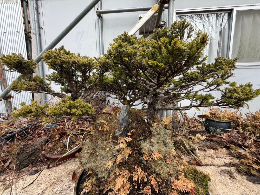 エゾ松 岩付 双幹樹形 古木感抜群 盆栽 完成品