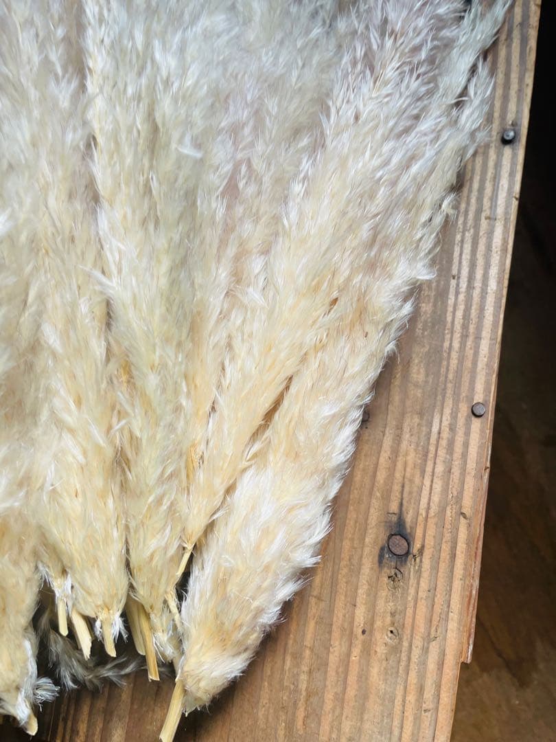 専用ページ　パンパスグラス