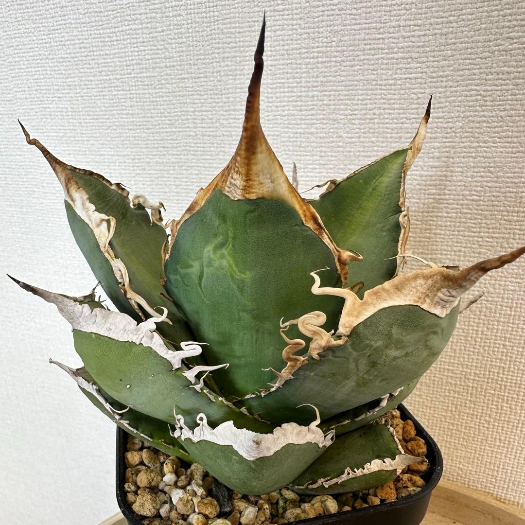 アガベ　oaxaca 実生　オアハカ