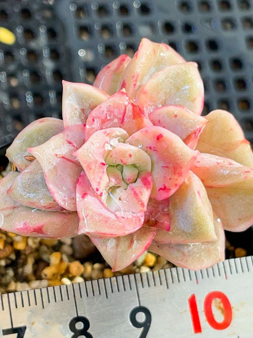 ラブリーローズ錦　赤斑入り　多肉植物　エケベリア　虹斑入り色斑入りも販売中