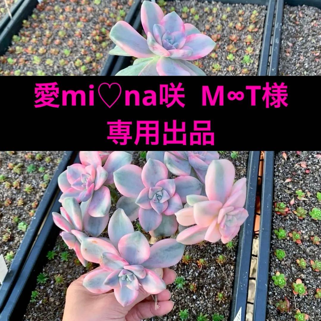 厳選　エケベリア パープルディライト覆輪錦 超美苗 巨大群生