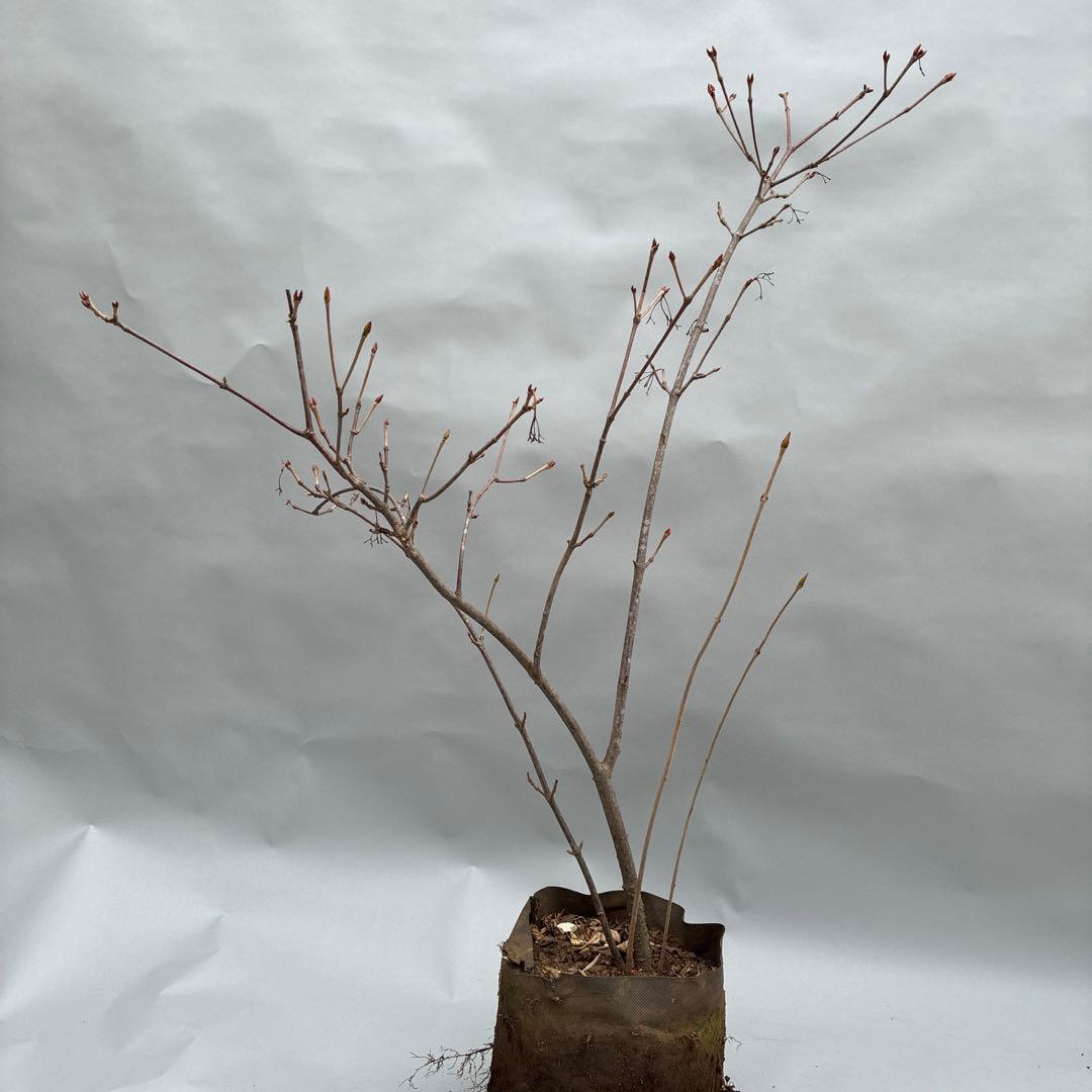 フウリンガマズミ　風鈴ガマズミ　大型