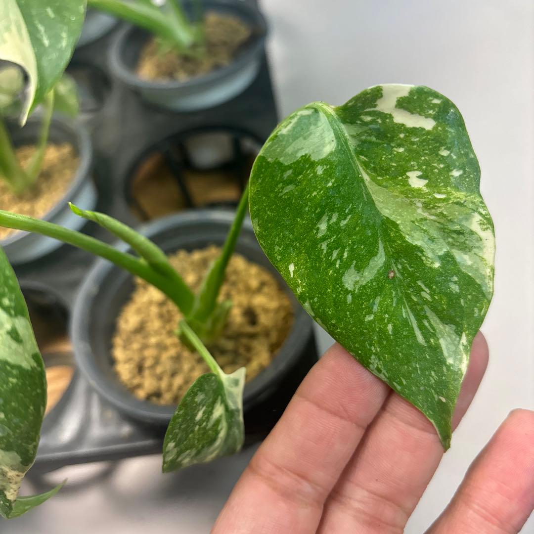 S*a様 10株セットL035【特別選抜】モンステラ・タイコンステレーション 斑