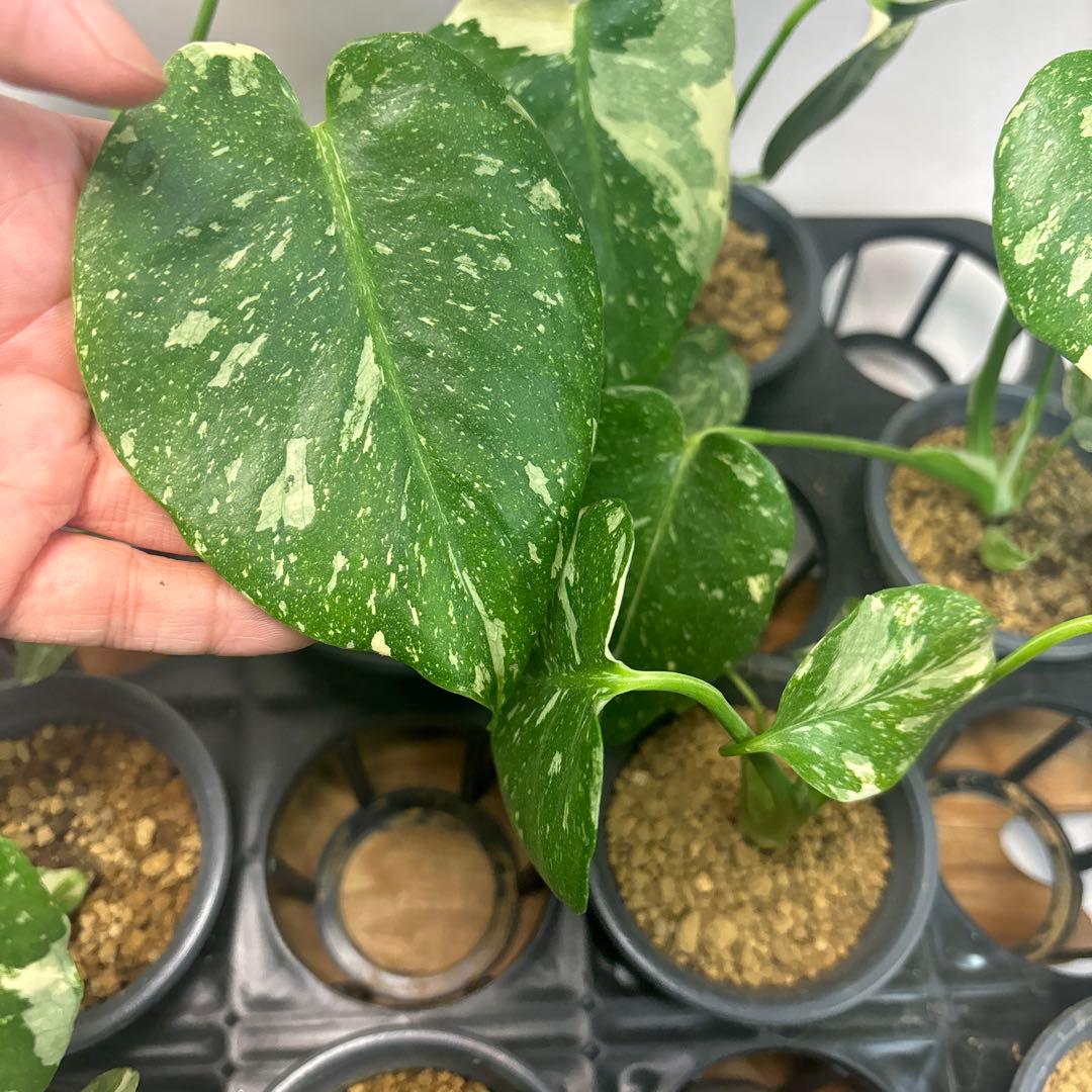 S*a様 10株セットL035【特別選抜】モンステラ・タイコンステレーション 斑