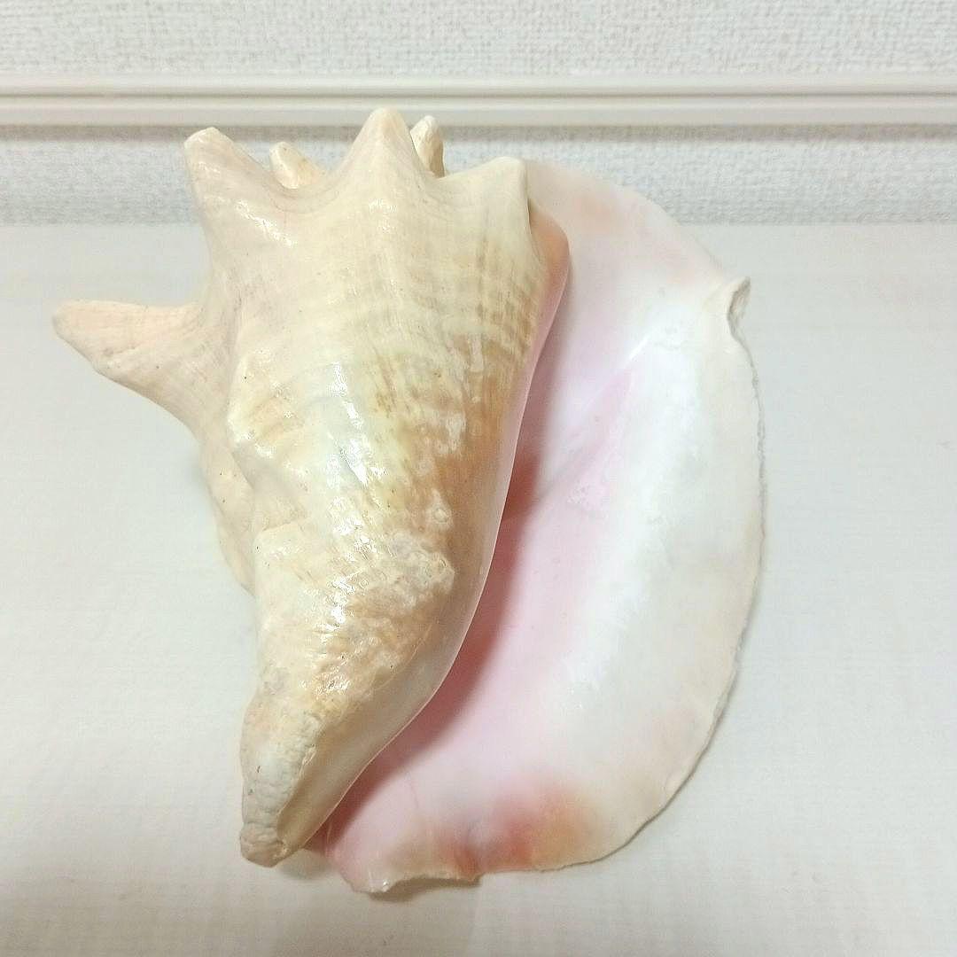 コンク貝 ピンク貝 希少貝 標本貝 インテリア 置物 大きい貝殻 ccp001