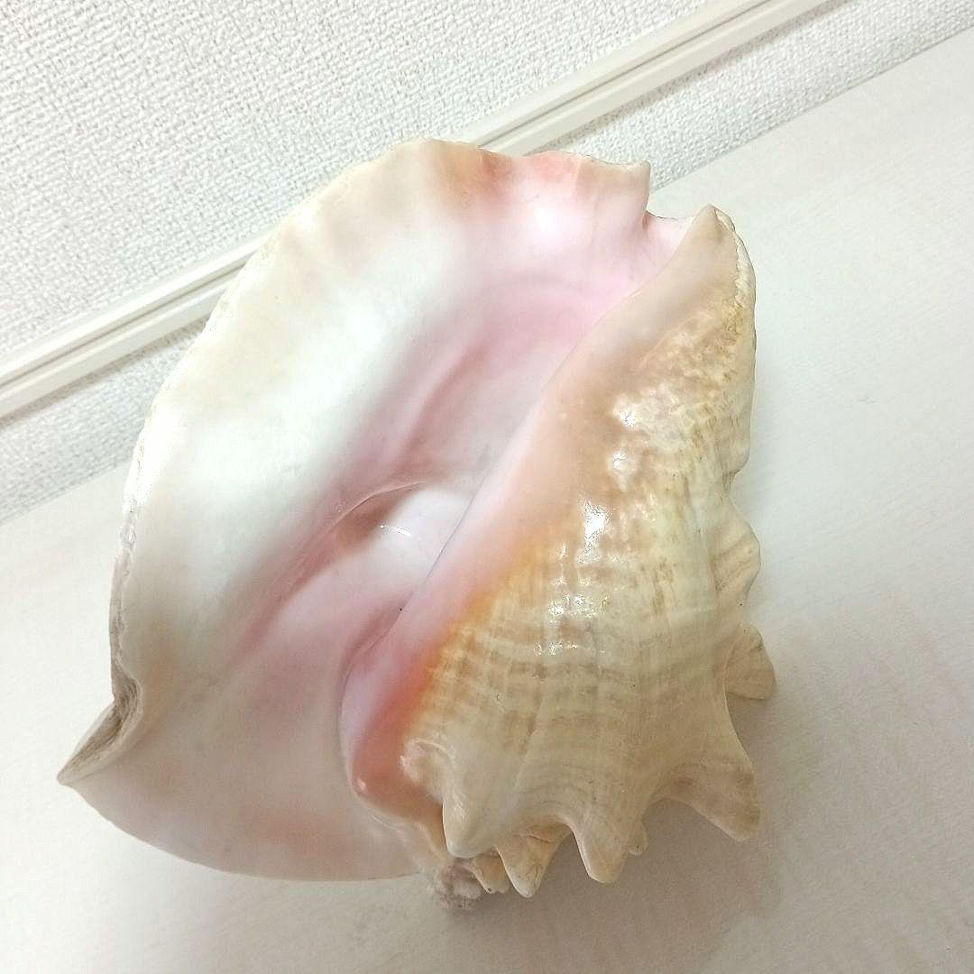 コンク貝 ピンク貝 希少貝 標本貝 インテリア 置物 大きい貝殻 ccp001