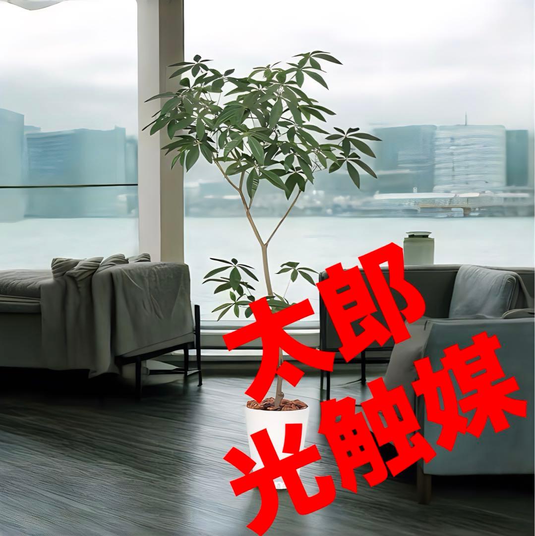 光触媒　人工観葉植物　ウォールグリーン　フェイクグリーン　パキラ150150