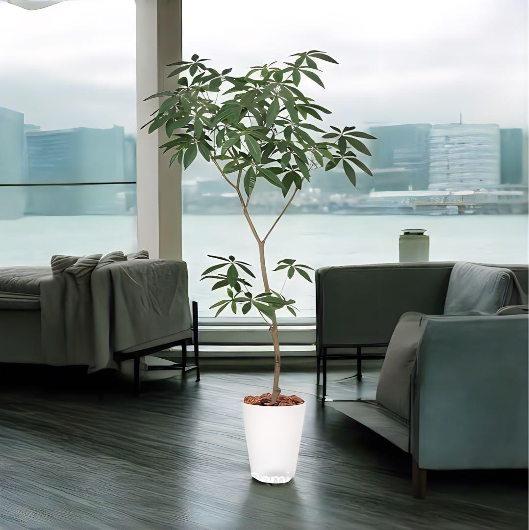 光触媒　人工観葉植物　ウォールグリーン　フェイクグリーン　パキラ150150